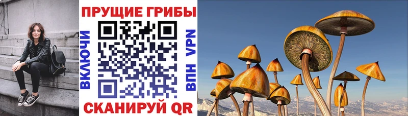 наркошоп  Рузаевка  Псилоцибиновые грибы Psilocybine cubensis 